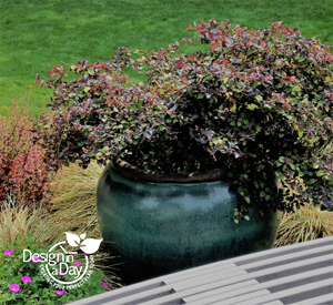 Portland Residential Landscape Designer loves plum foliage