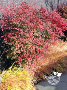 Low Maintenance Shrub (Nandina) for Portland Residential Landscape Design