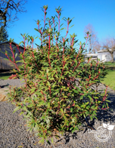 Year round colorful foliage in NE Portland landscaping. Photo taken in winter.