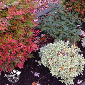 North Portland residential landscape design for year round color