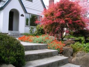 Japanese maple was used in modern landscape design.