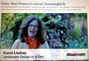 Carol Lindsay on Humminbirds